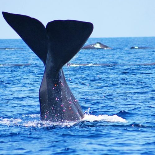 Whale watching Tours in Mirissa _ Best of Lanka